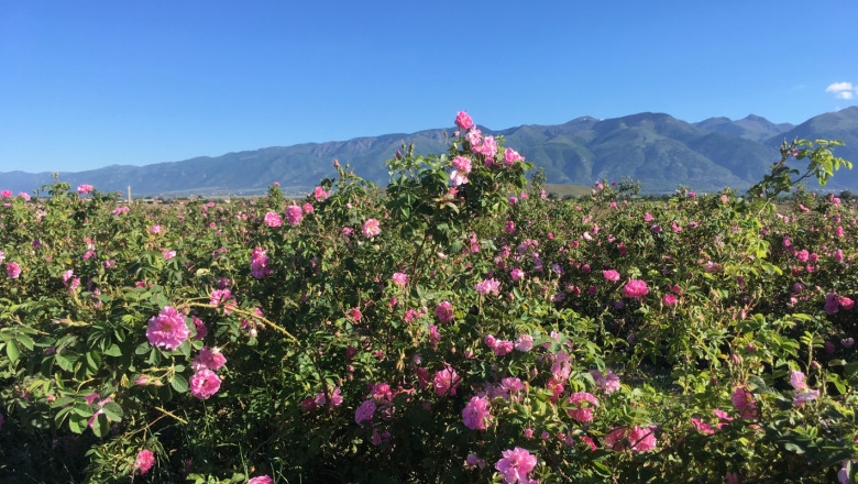 Държавата да определи за розопроизводството статут на стратегически за страната