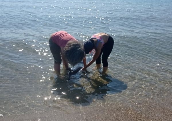 Бедстваш делфин е спасен от екип на Регионалната инспекция по