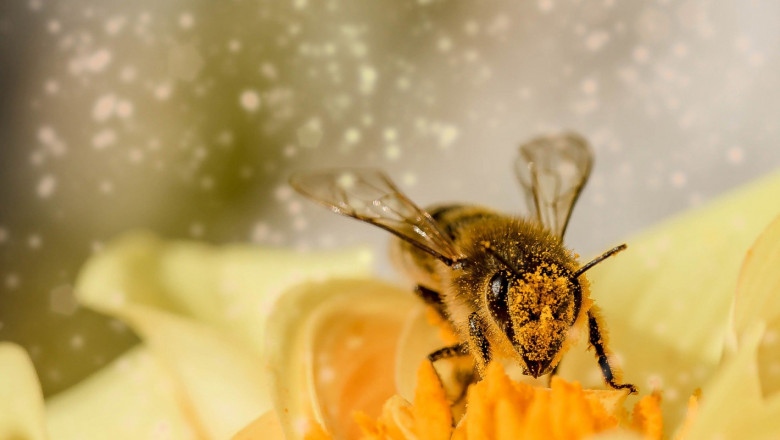 На 20 май светът отбелязва Международния ден на пчелата Денят се