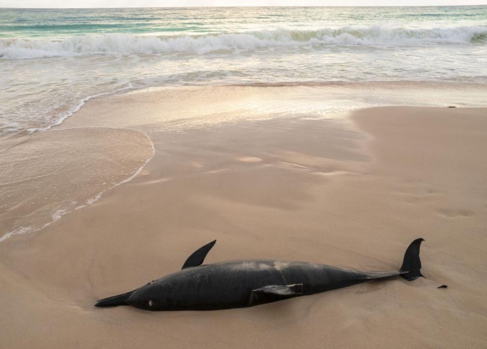 Открит е мъртъв делфин от вида муткур на плаж Смокиня