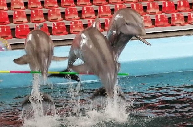 Делфинариум Варна вече прави по три представления на ден съобщи