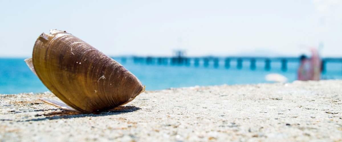 Очаква ни много добър летен сезон със сигурност по добър от
