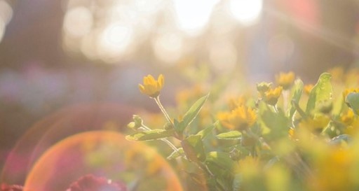 Днес над по голямата част от страната ще преобладава слънчево време