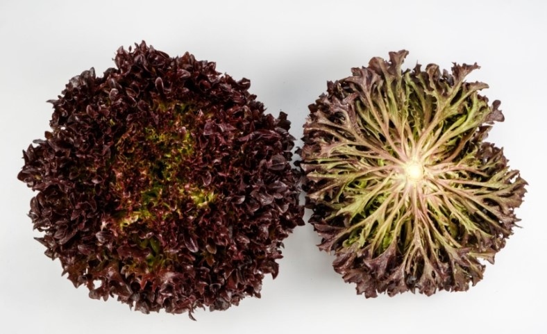 С наближаването на есента зеленчукопроизводителите търсят ефективни решения за сеитбооборот