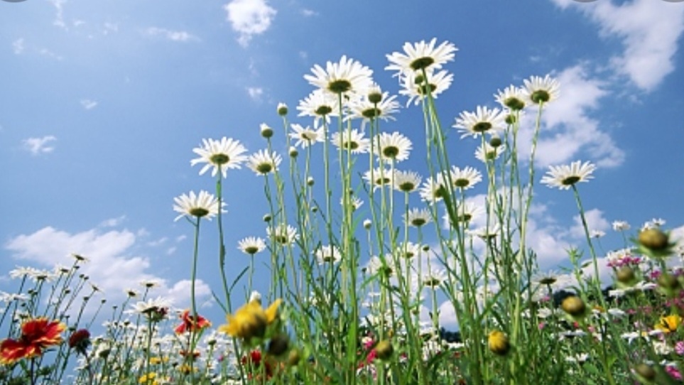 Днес ще бъде предимно слънчево След обяд от северозапад на