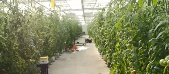 Българските производители на плодове и зеленчуци са застрашени от нов