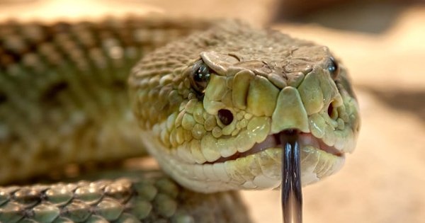 Нашествие от змии това лято Затова алармираха зрители на NOVA