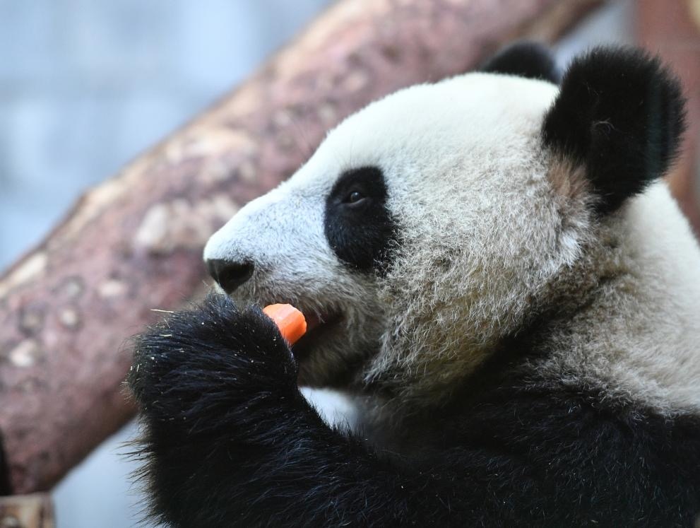 Шуан Шуан най старата панда в Мексико умря на 35 години