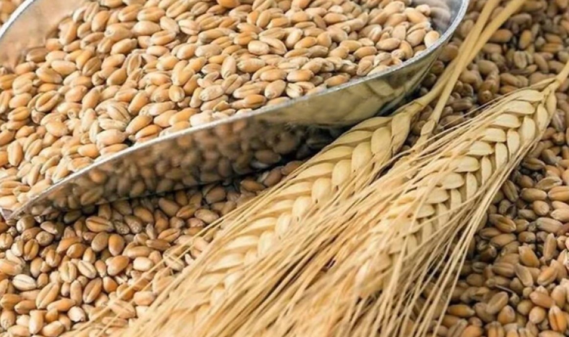 Зърнопроизводителите от цялата страна се готвят за протести Причина за