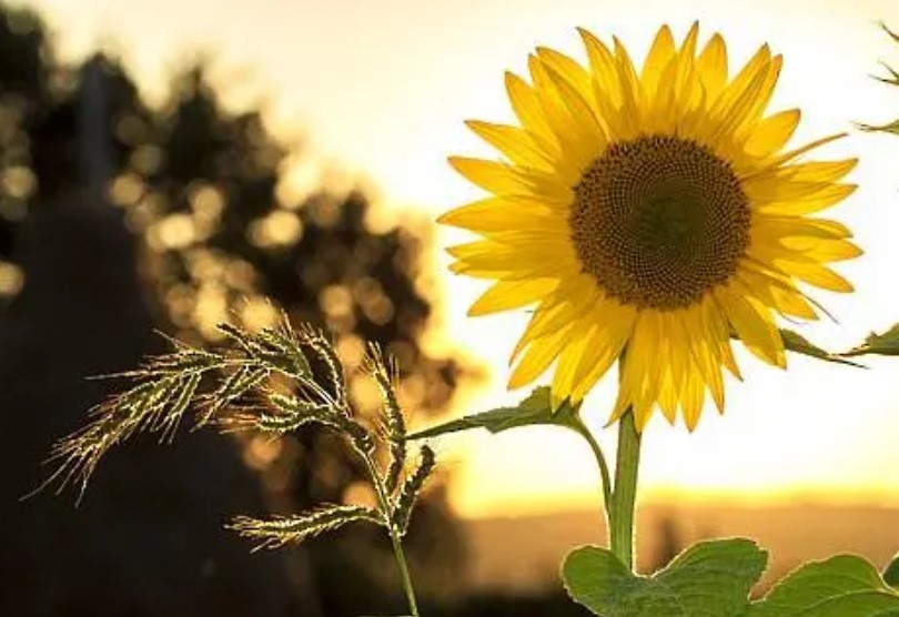 Днес ще бъде предимно слънчево Около и след обяд ще