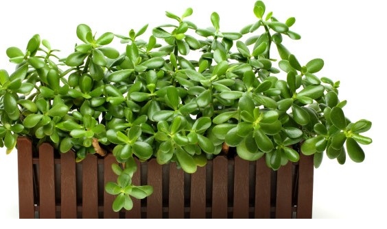 Растенията се предпазват от опасности от околната среда като насекоми