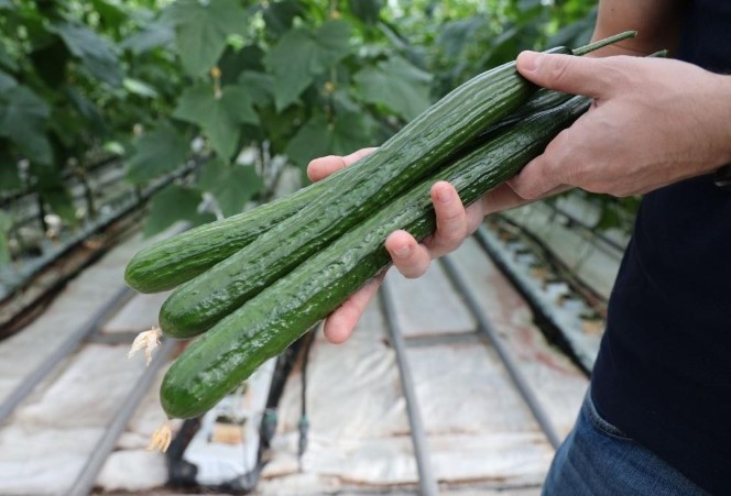Земеделските производители отчитат увеличено търсене на краставици на българския пазар