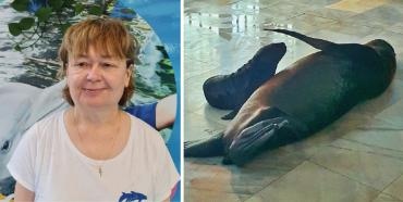 Делфинариум Варна се превърна в дом на новородено тюленче Раждането