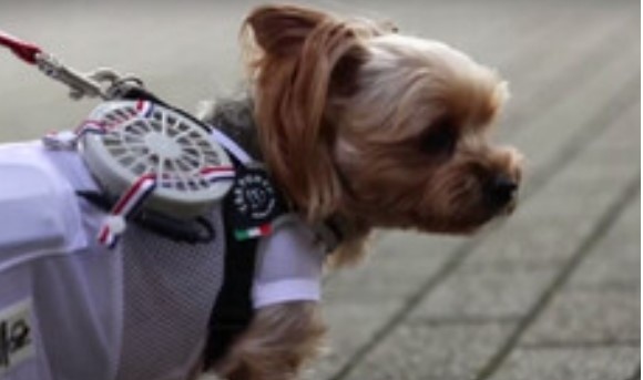 Япония както много държави по света беше засегната от поредица