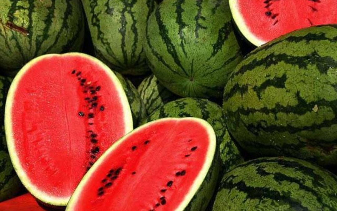 Тонове дини останаха по полето заради липса на пазари Евтина