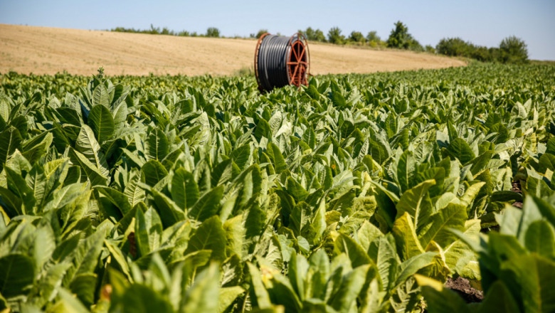 За тютюнопроизводителите са осигурени още 200 000 лева от Фонд