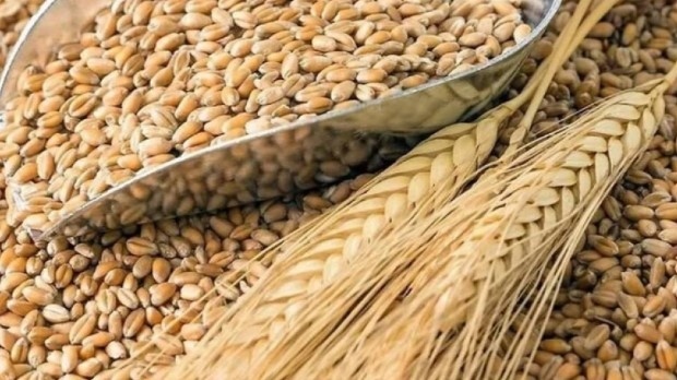 Зърнопроизводители: Зърно от Украйна с неизяснено качество се смесва с наше