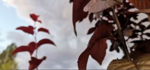 Днес преди обяд над по голямата част от страната ще преобладава