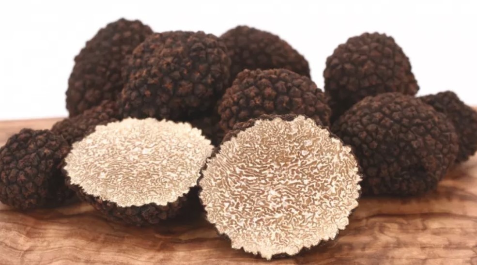 В горите на България хиляди ловци на трюфели заедно с