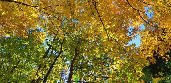 През нощта ще е предимно ясно и вятърът ще стихне