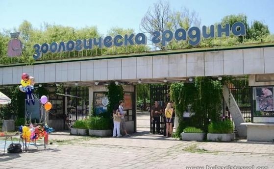 Зебра се роди в Зоологическата градина в София за първи
