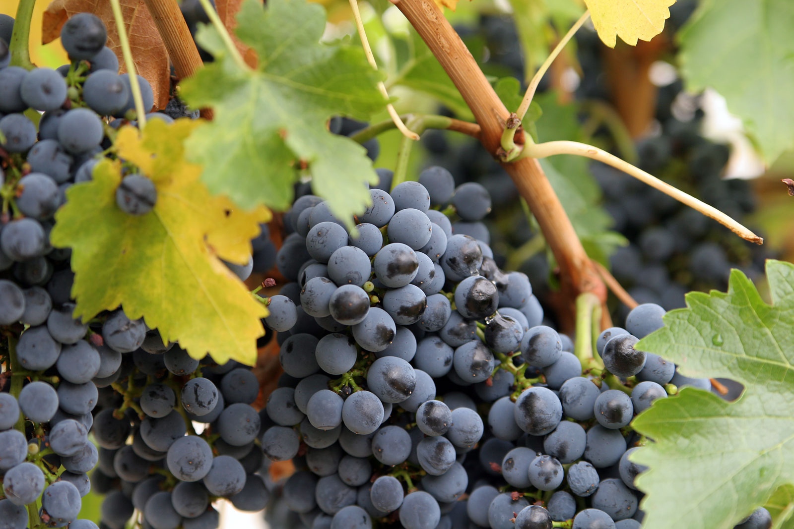 Нечуваната суша в Европа наложи традиционният гроздобер за производството на