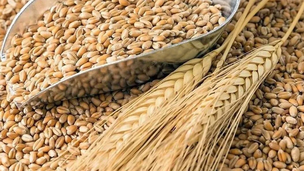 Над 6 милиона тона зърно е било транспортирано досега от