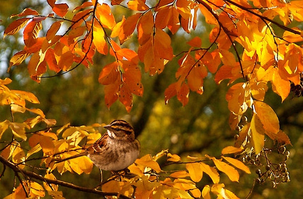 Ще имаме една златна есен а след Димитровден можем да
