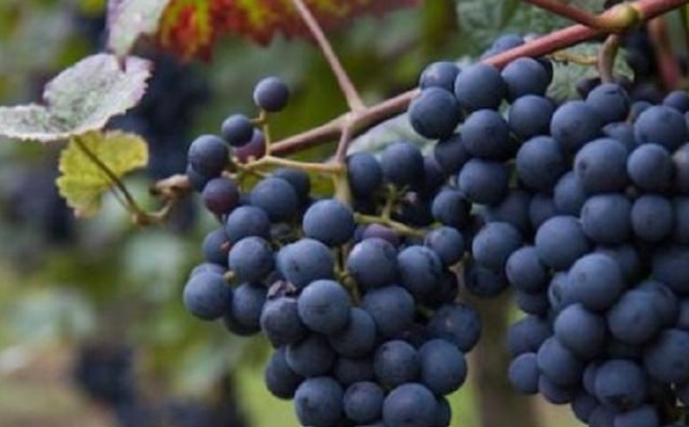 Винопроизводители от Югозападна България са на ръба на фалита заради