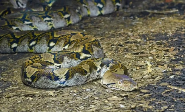 Питон уби и глътна цялото тяло на жена в Индонезия