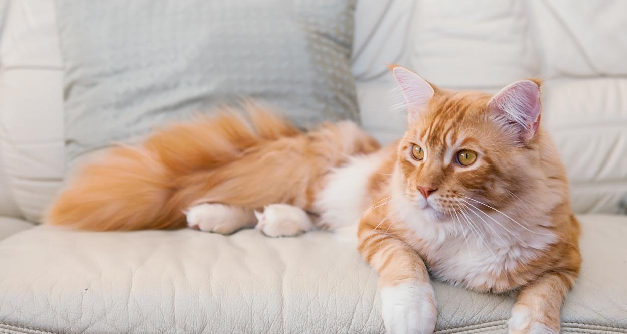 Когато заживеем с домашен любимец можем да си задаваме безброй