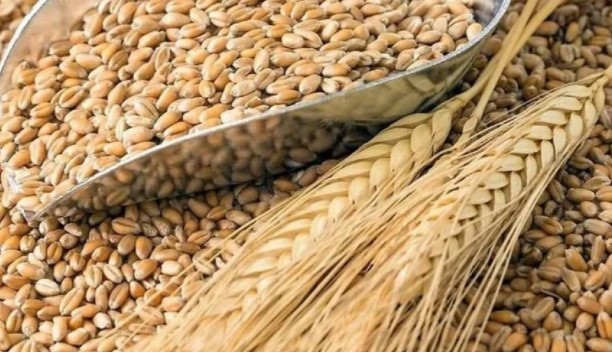 Цената на зърното на световните борси се покачи след като