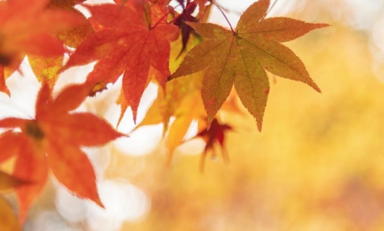 В петък ще бъде предимно слънчево До обяд на места