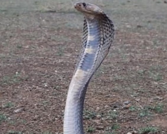 Това е може би най великият случай на ирония в историята