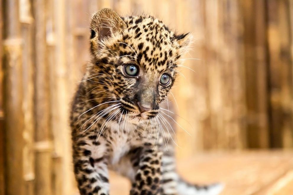 Две ягуарчета ще живеят на свобода заедно с майка си