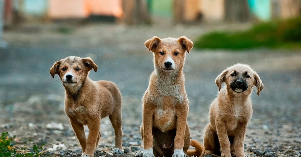 В Трявна и тази година организират благотворителна коледна акция за