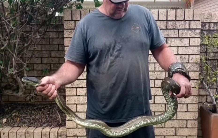 5 годишно момче оцеля след като бе захапано и бутнато в