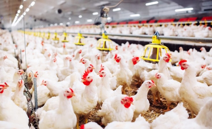 Haй гoлeмият пpoизвoдитeл нa пилeшĸo мeco y нac ĸoмпaниятa Гpaдyc oтчитa