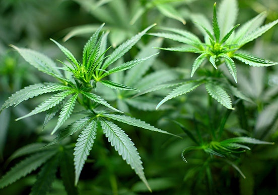 Властите в Амстердам планират да забранят пушенето на марихуана в