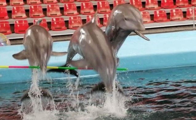 Делфините на Дядо Коледа е специалното коледно представление на Делфинариум