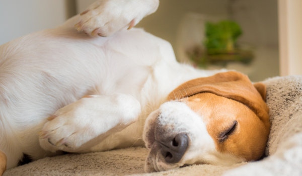 Кучетата в приюта в село Горни Богров се готвят за