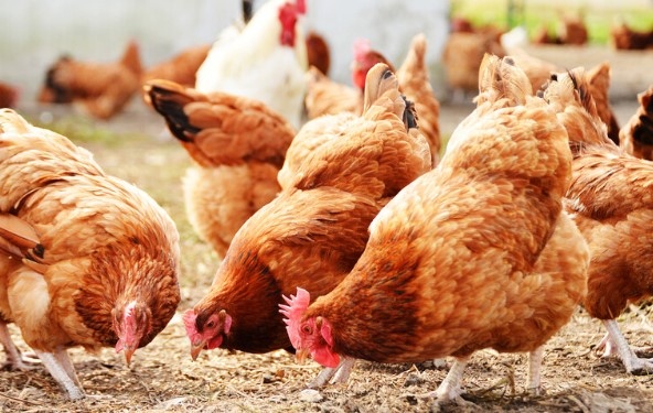 Броят на птиците умъртвени в стопанства в Япония надхвърли 10