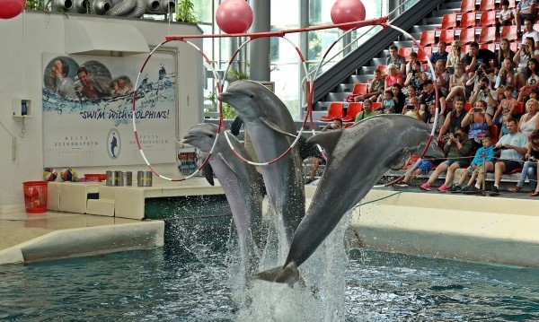 Делфинариум Варна работи и прави всекидневни представляния от 12 часа
