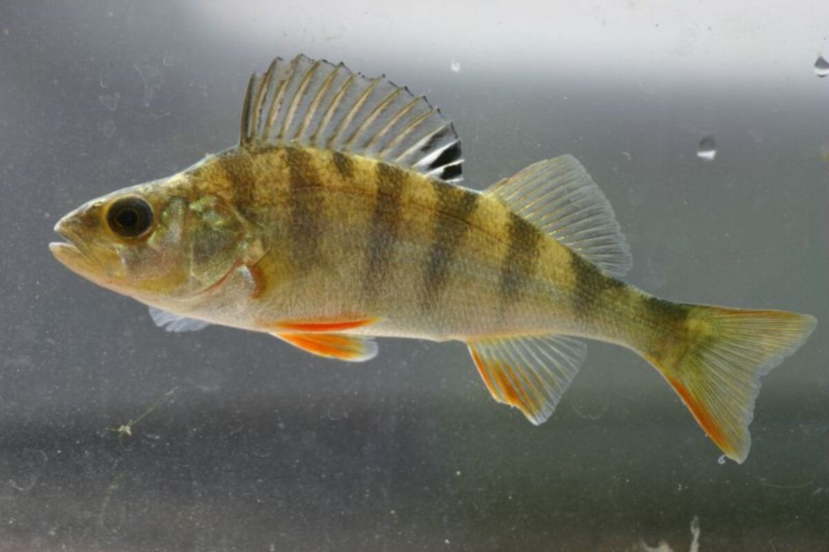 Изяждането на една сладководна риба уловена в река или езеро