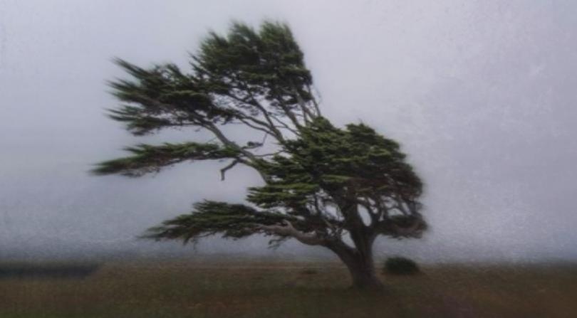 Паднали дървета затиснати коли задръстване и хаос пренасочени и закъснели