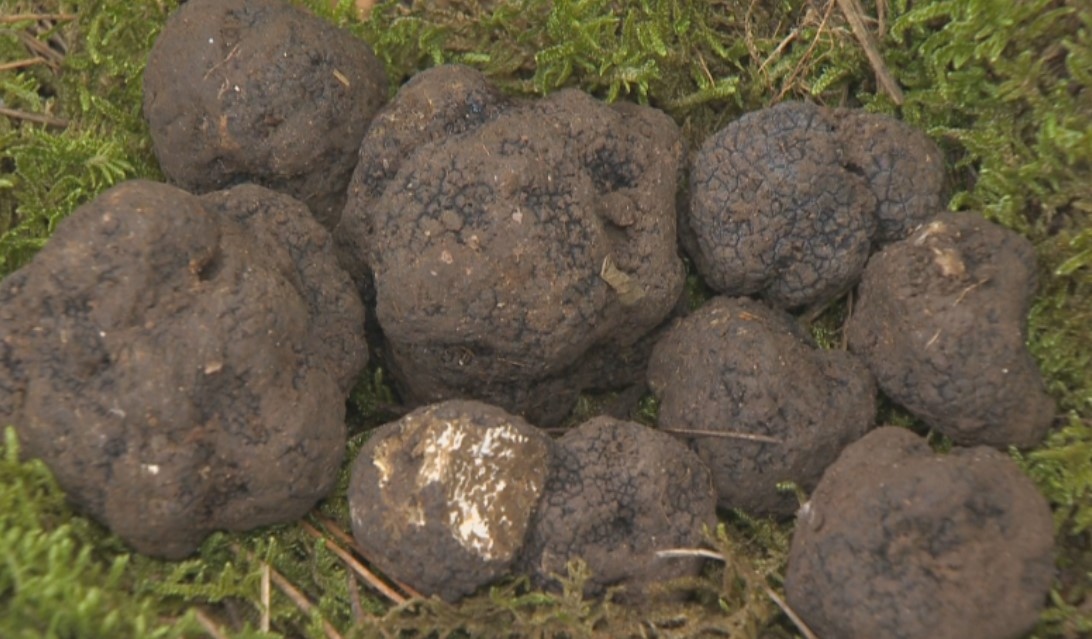 От един от най големите износители на трюфели в Европа България