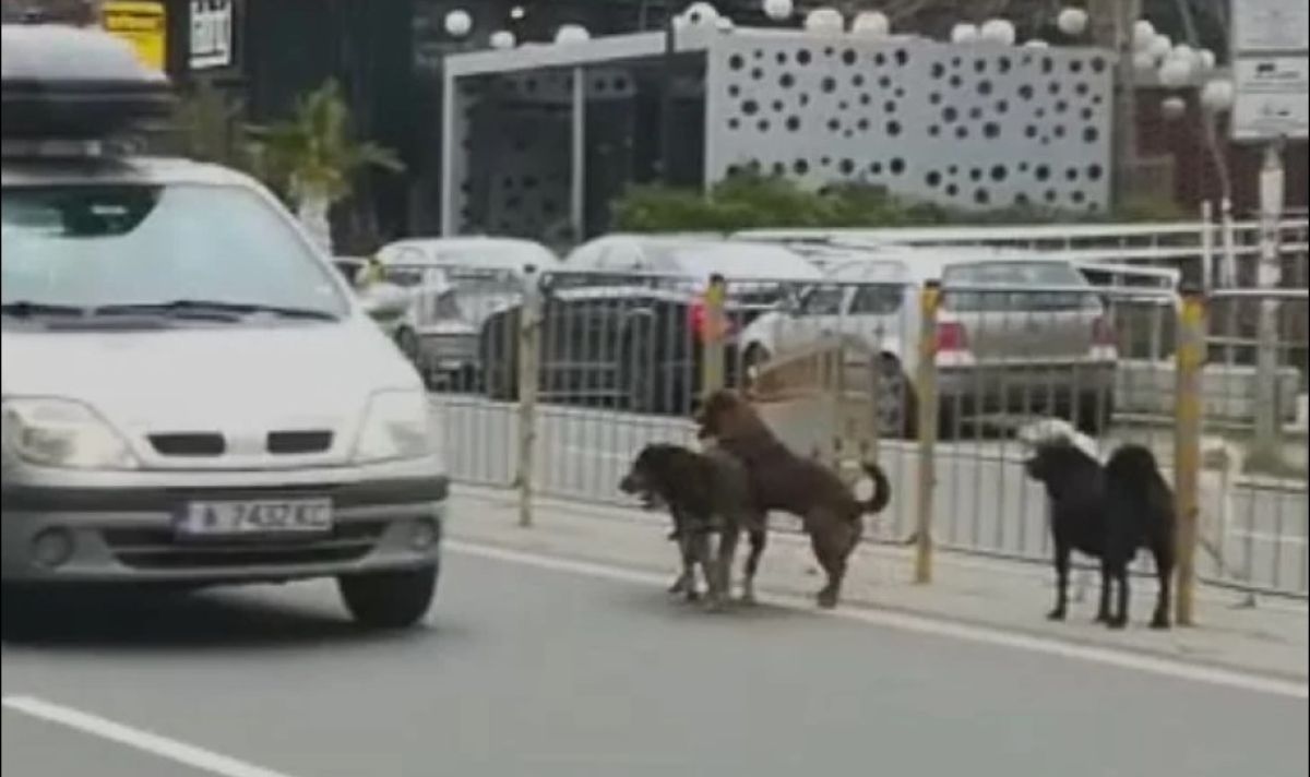 Група от пет бездомни кучета предизвика затруднение на движението по