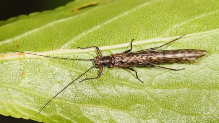 Европейският съюз разреши използването на някои насекоми в храните Причината е