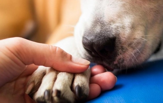 Съмнение за насилие над животни За това сигнализираха природозащитници от