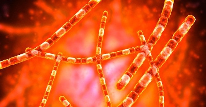 Случай на заразен с антракс е регистриран в област Добрич